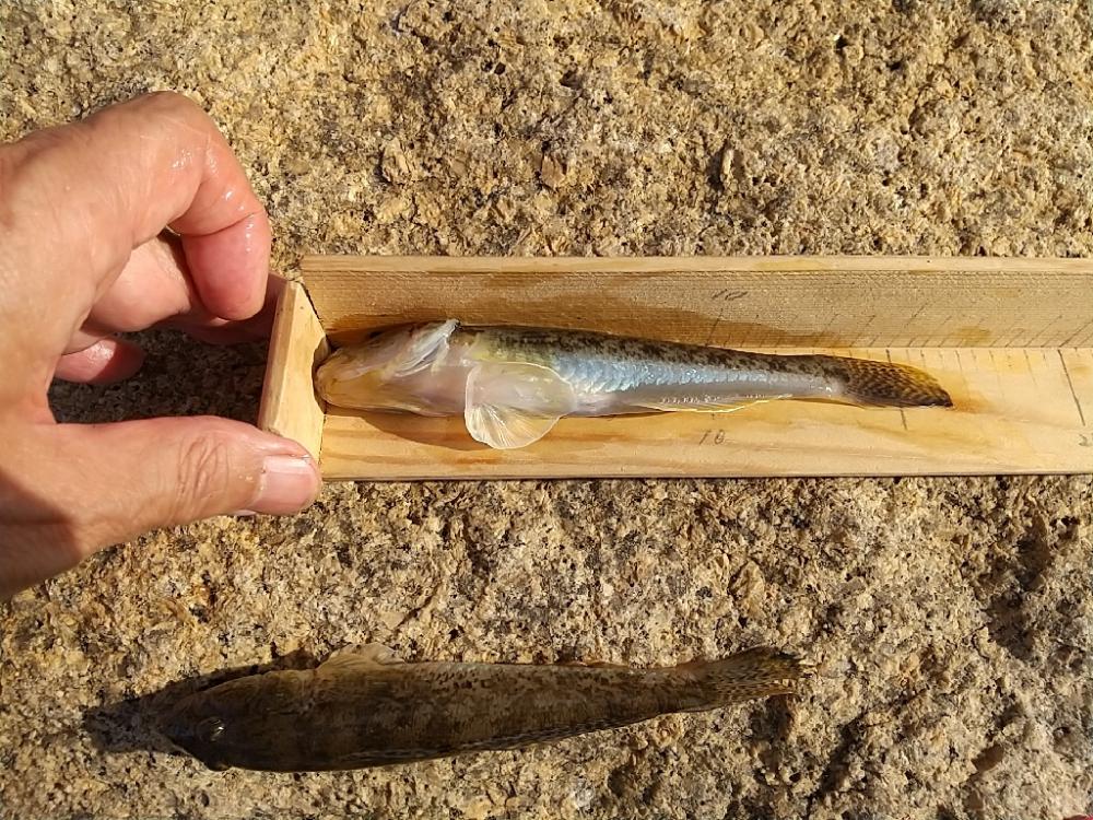 淀川ハゼ～穴釣り開幕戦