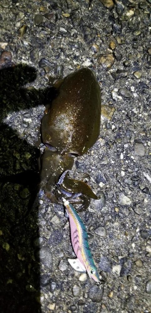 タチウオ・イカ 効率よく満足の釣り