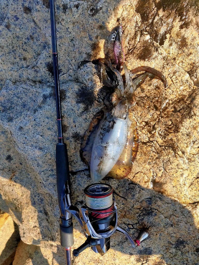 エギング最高記録