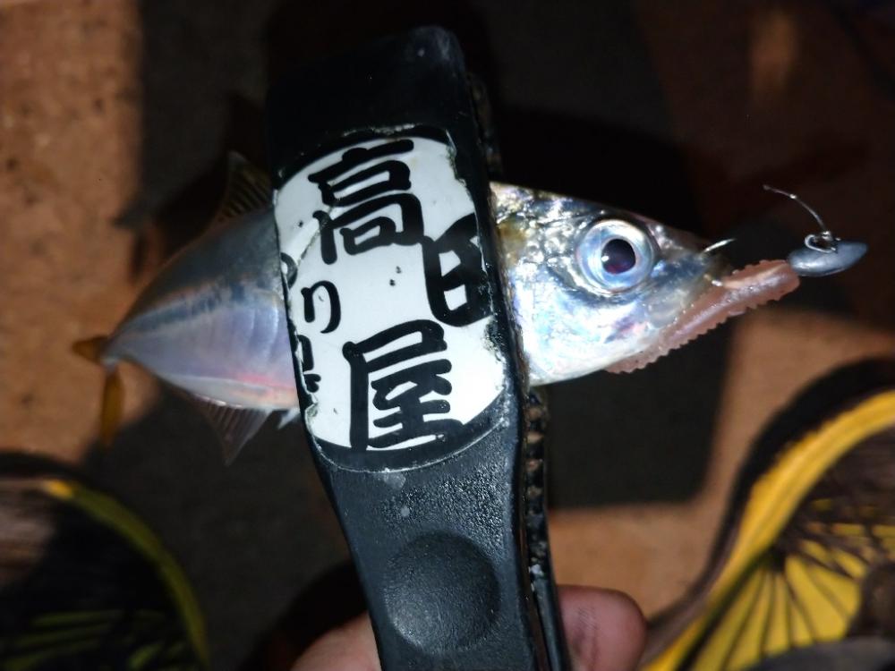 今夜も姫路でアジング調査