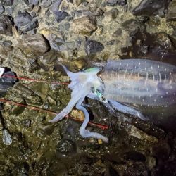 ヤエン修行で初ヤエンアオリゲット