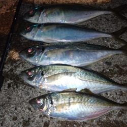 尺アジチャレンジ