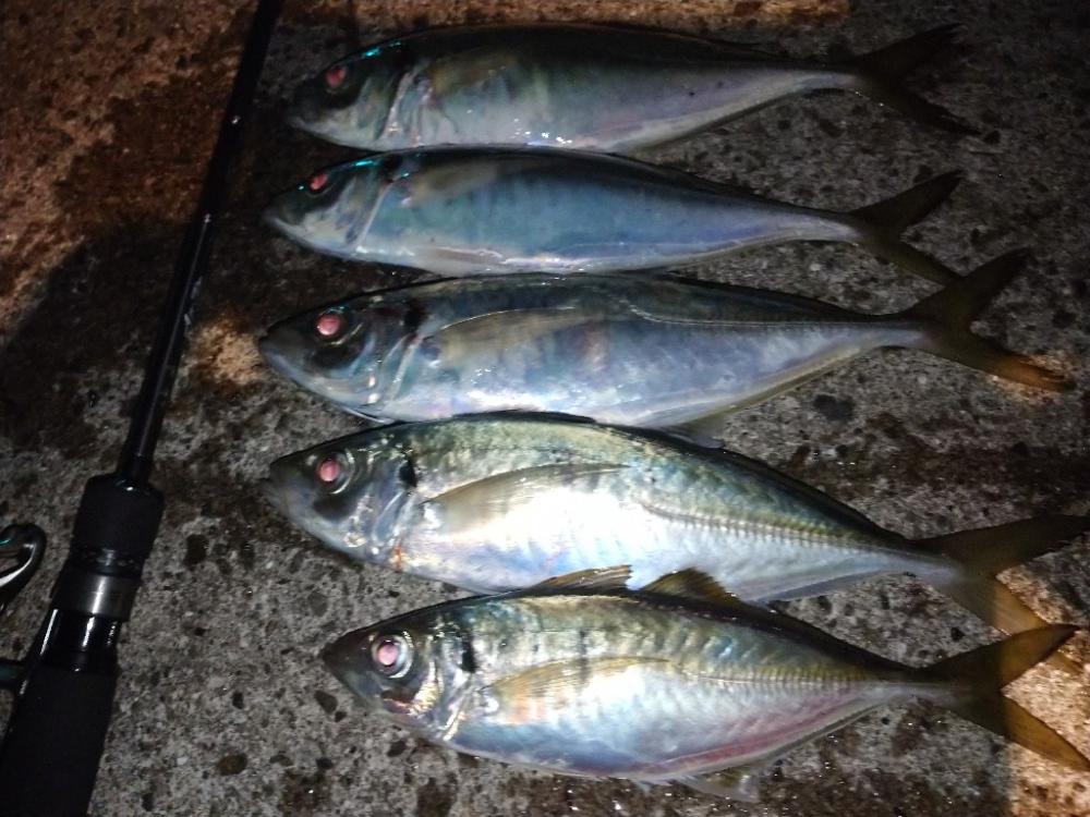 尺アジチャレンジ