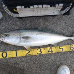 朝マズメ、ド干潮＆潮止まりでの一瞬