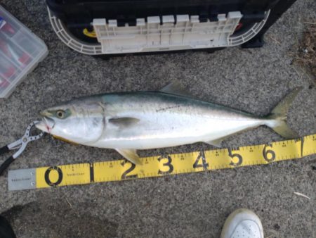 朝マズメ、ド干潮＆潮止まりでの一瞬