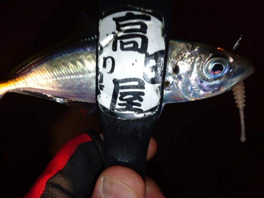 今夜も1時間限定アジング