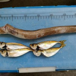 淡路島 富島港でアナゴ、小アジ、チャリコ