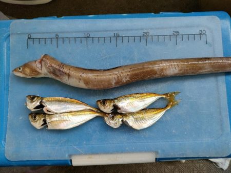 淡路島 富島港でアナゴ、小アジ、チャリコ