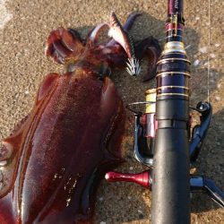 対馬エギング釣果