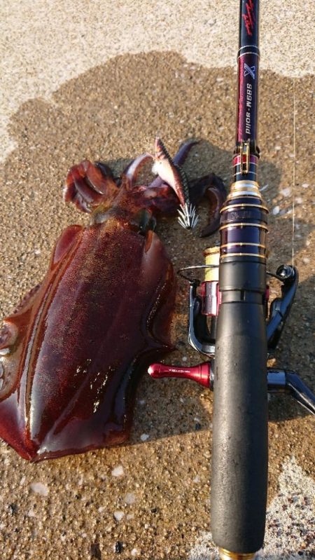 対馬エギング釣果