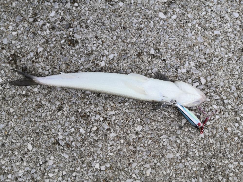 ショアジギングで小物