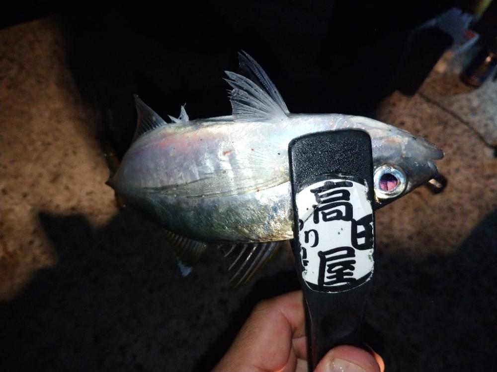 淡路で尺チャレンジ