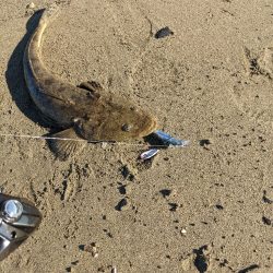 記録更新マゴチ