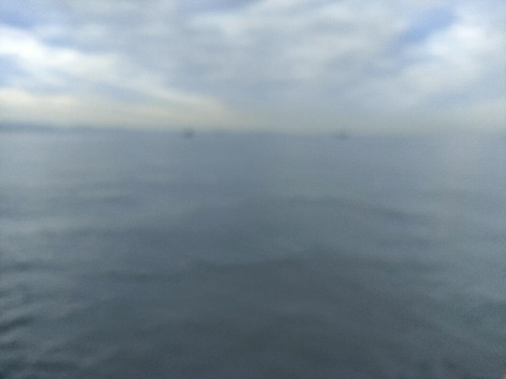 久しぶりのシイラ