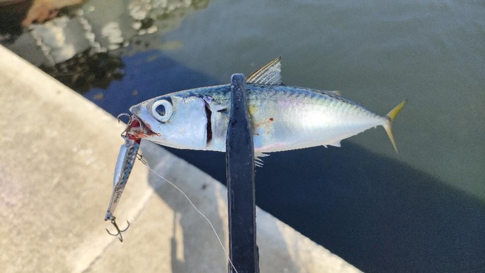 朝マズメ近隣釣行