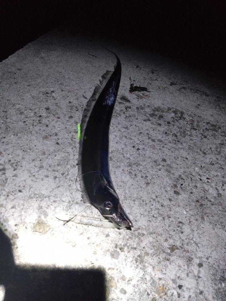 今年初タチウオ！