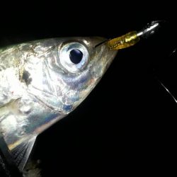 豆アジの成長を確認