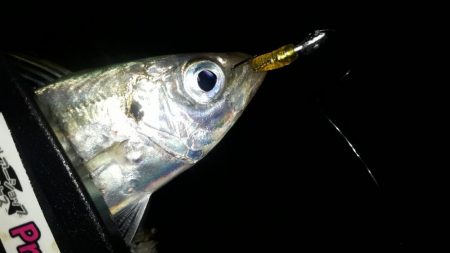 豆アジの成長を確認