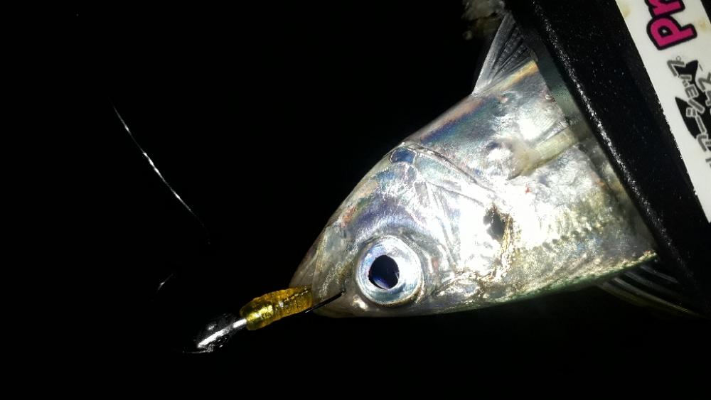 豆アジの成長を確認