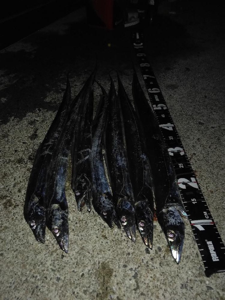 タチウオ釣れてます