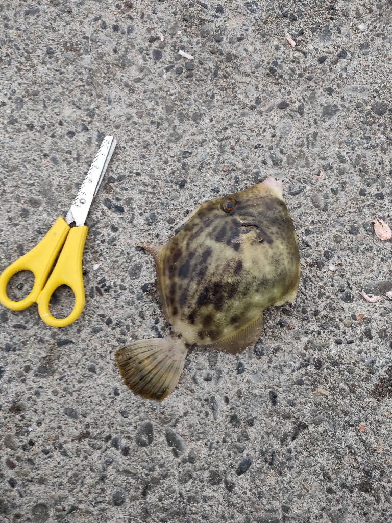 10/6釣果 タカノハダイ連発