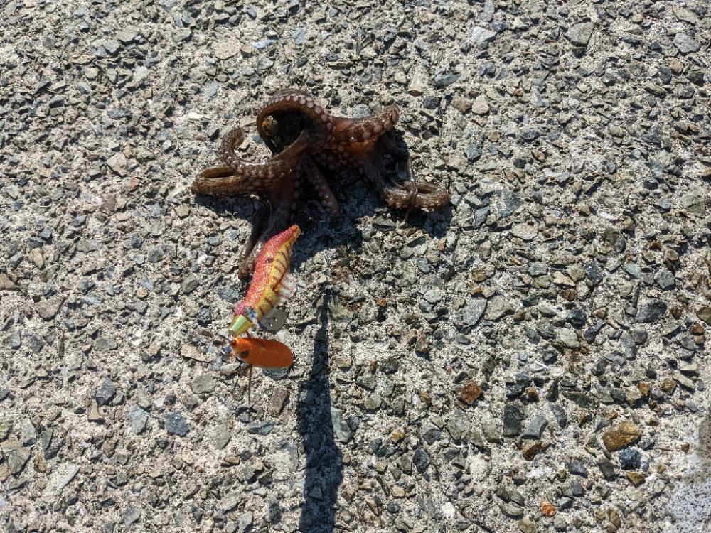 初秋タコ🐙