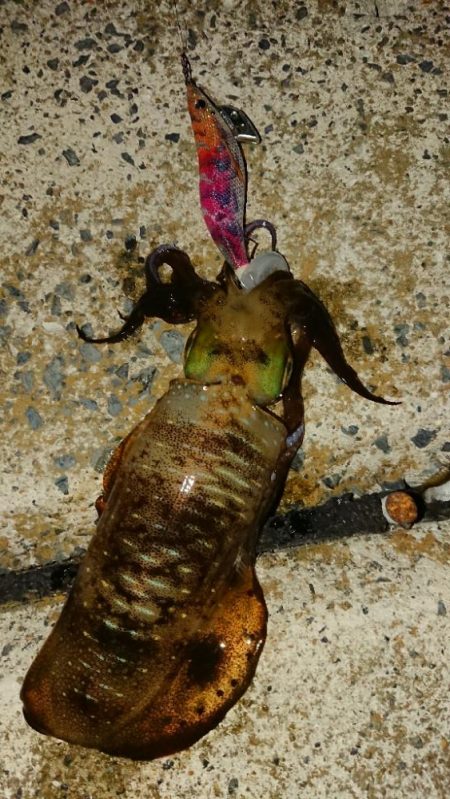 対馬エギング釣果