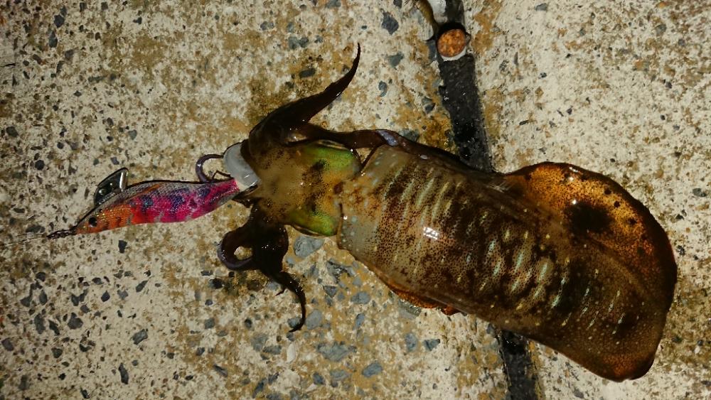 対馬エギング釣果