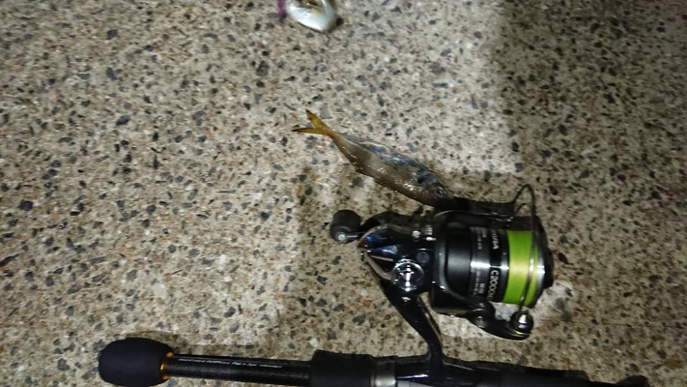 対馬アジング釣果