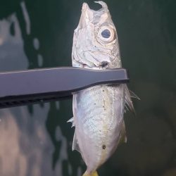 アジ探し@小島周辺