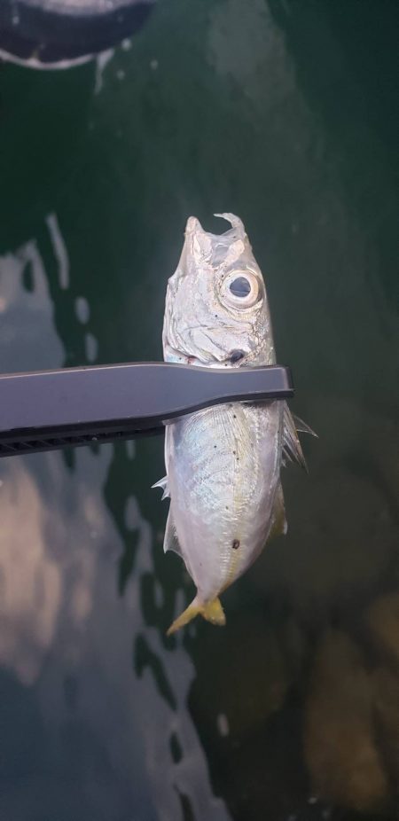 アジ探し@小島周辺