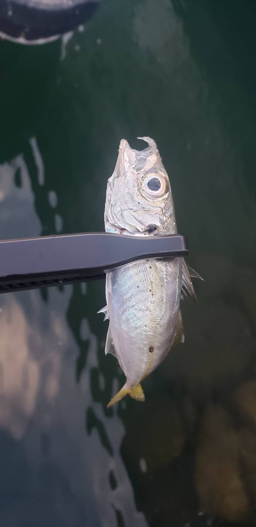 アジ探し@小島周辺