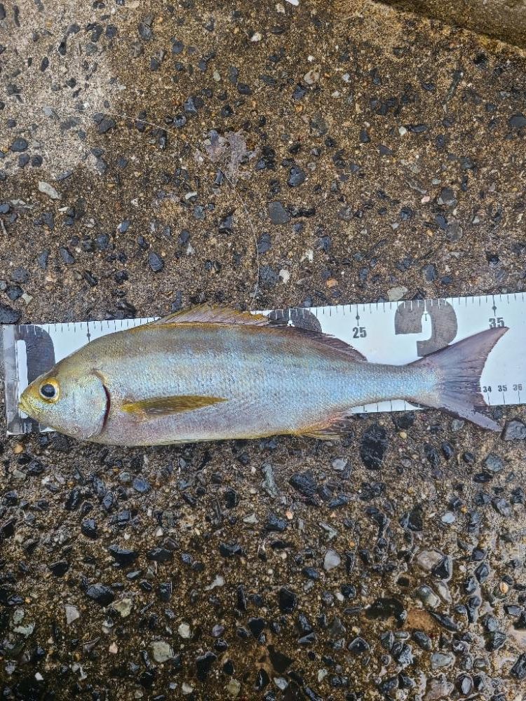 今年一番の釣果