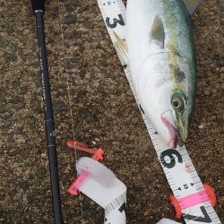 １年振りのメジロさん