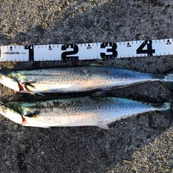 ショアジギングでサゴシ