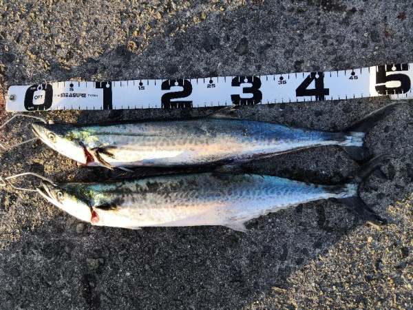 ショアジギングでサゴシ