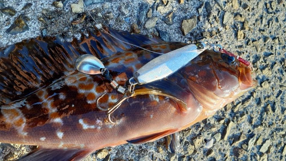 ギリブリったでしょ!