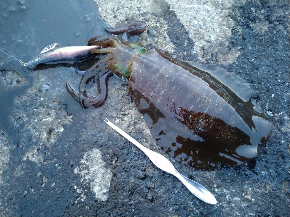 渋くはなってきましたが