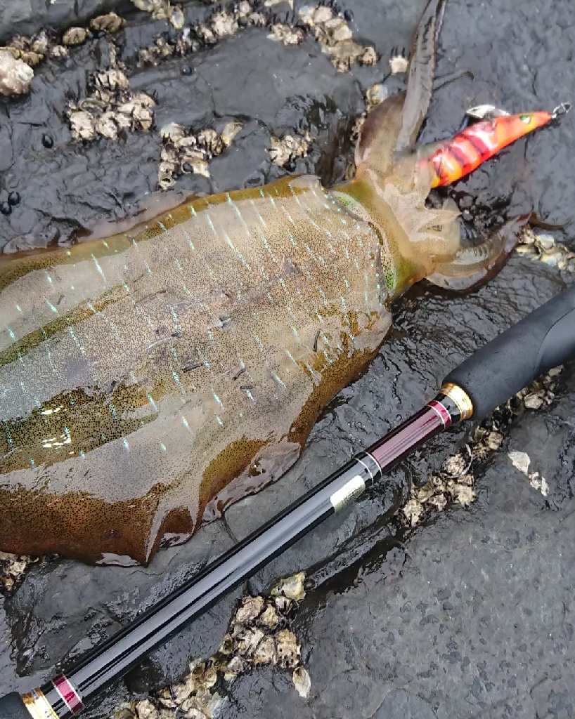 対馬エギング釣果