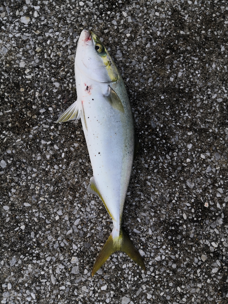 ショアジギングでハマチ