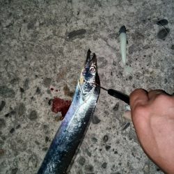 タチウオ渋すぎ