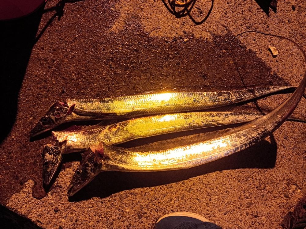 今年初！太刀魚