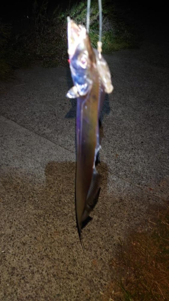 タチウオ渋かった