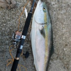 今シーズン2匹目サイズアップ