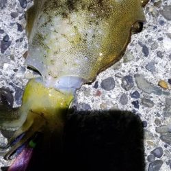 戸坂～塩津～下津～初島