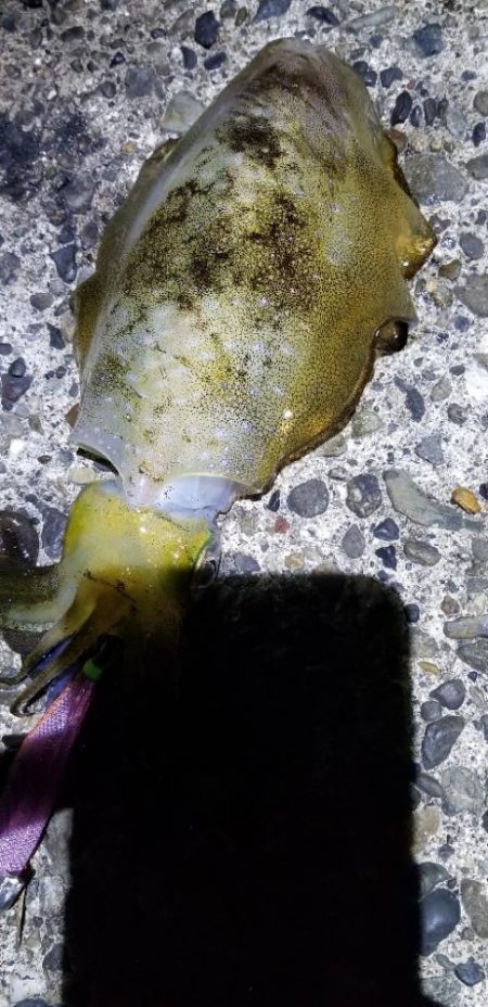 戸坂～塩津～下津～初島