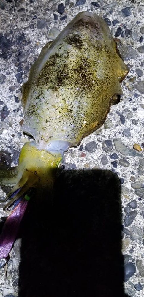 戸坂～塩津～下津～初島