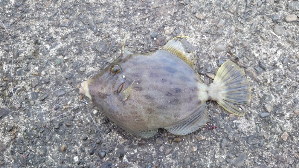 落とし込み　アジング