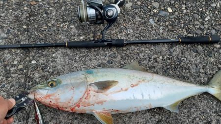 アタリはあるけど乗りにくいです！