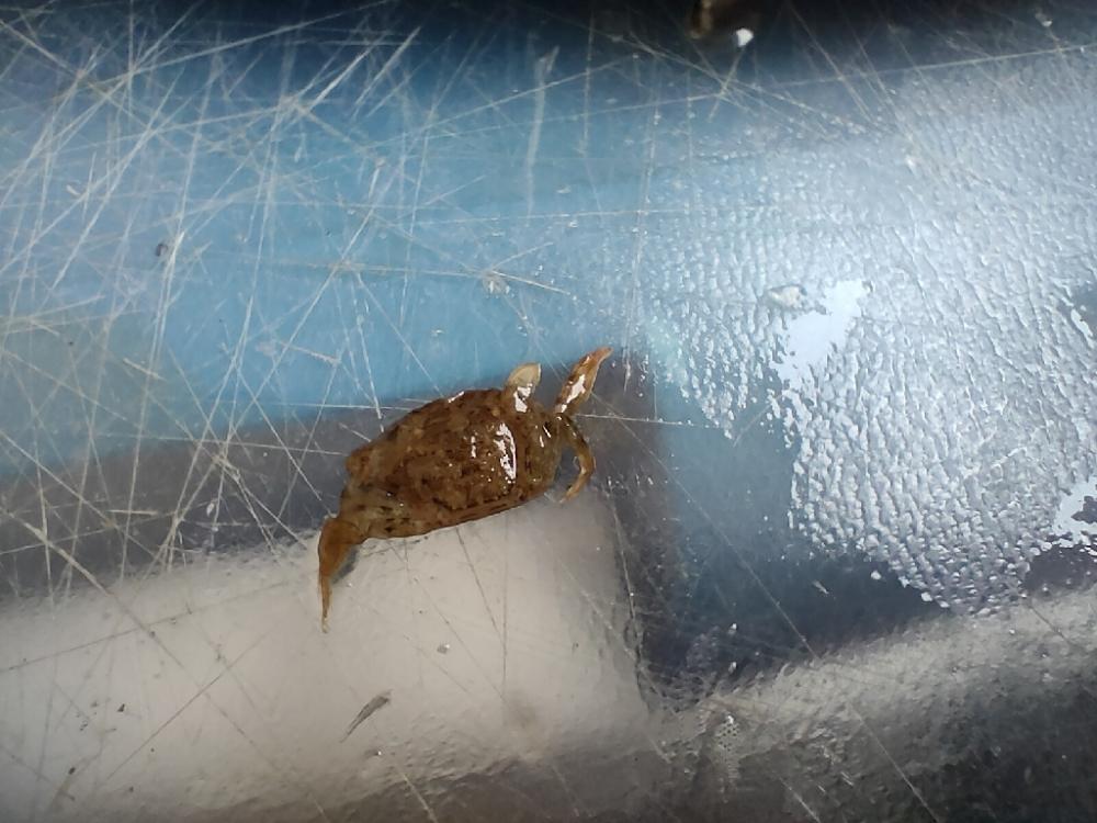 林崎漁港でメバル25cm、、、までちょっと